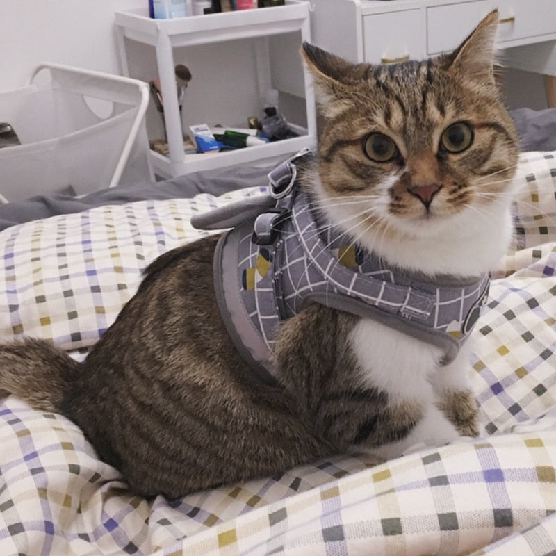 Cat Harness