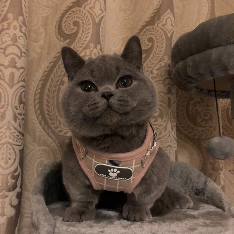 Cat Harness