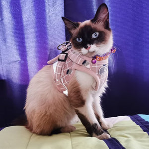 Cat Harness